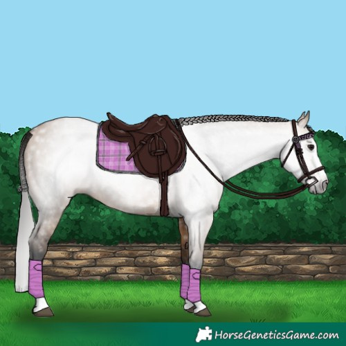 Horse Color:Gray Bay Dun Splash