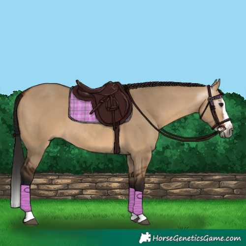 Horse Color:Gray Bay Dun Splash 