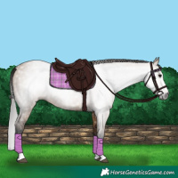 Horse Color:Gray Bay Dun Splash 