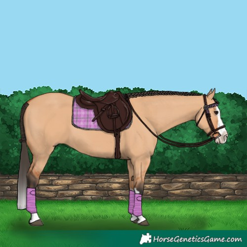 Horse Color:Bay Dun Splash 