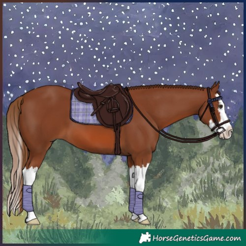 Horse Color:Chestnut Splash 