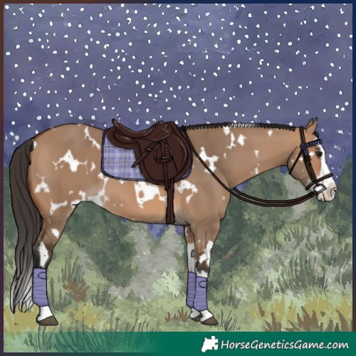 Horse Color:White Spotted Bay Dun Splash 