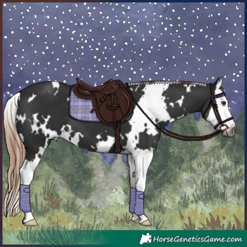 Horse Color:Gray White Spotted Liver Chestnut Splash 