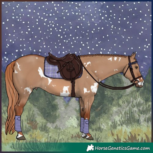 Horse Color:White Spotted Red Dun 