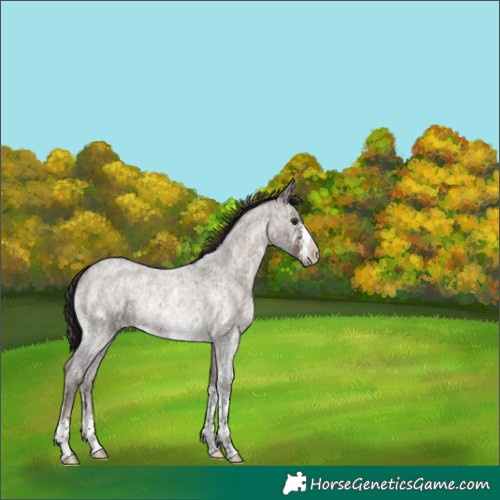 Horse Color:Liver Red Onyx Ice Roan Sabino Rabicano 