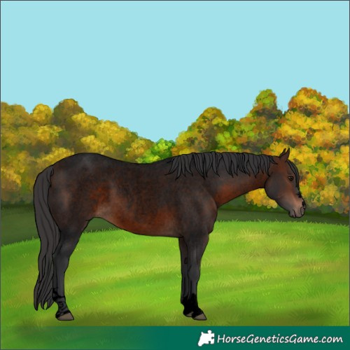 Horse Color:Void Brown Roan 