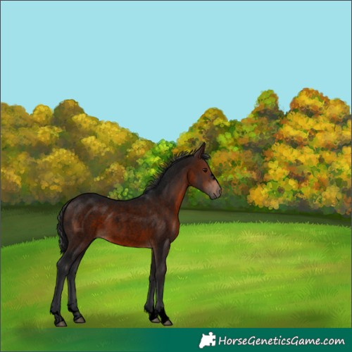 Horse Color:Void Brown Roan 