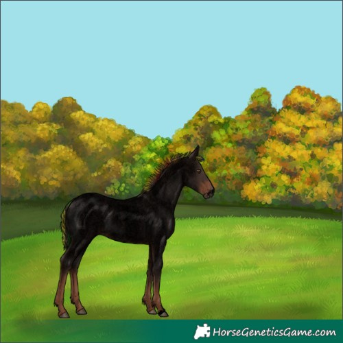 Horse Color:Void Painted Liver Red Roan Sabino Rabicano 