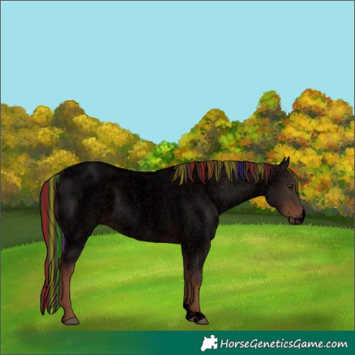 Horse Color:Void Painted Liver Red Roan Sabino Rabicano 