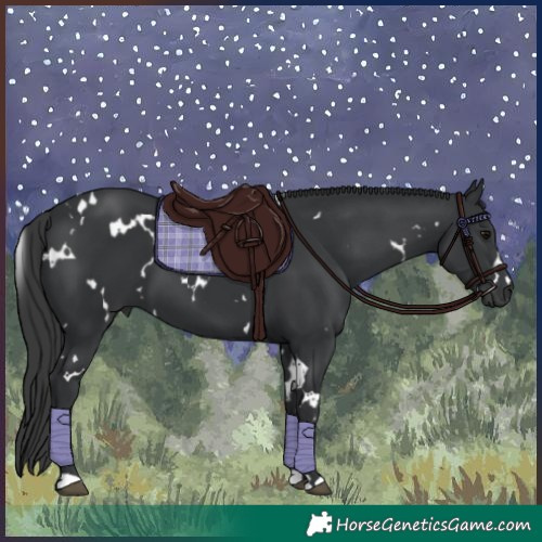 Horse Color:White Spotted Black 