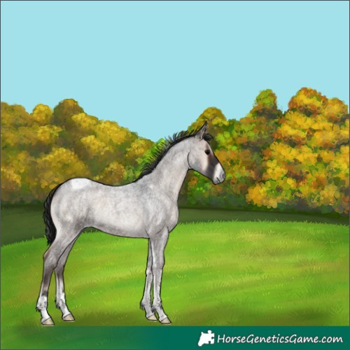 Horse Color:Blue Onyx Roan Tobiano 