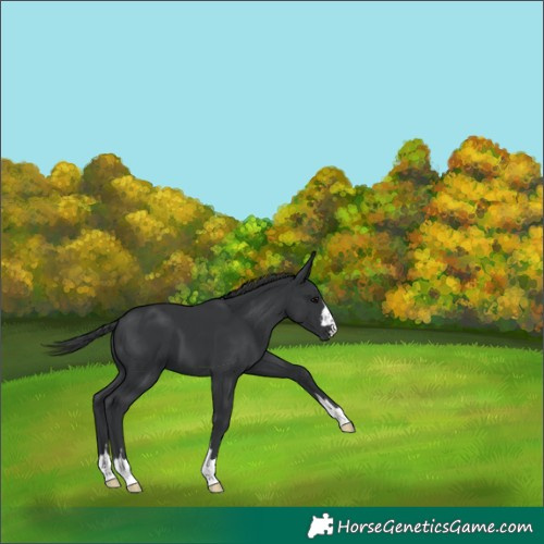 Horse Color:Black 