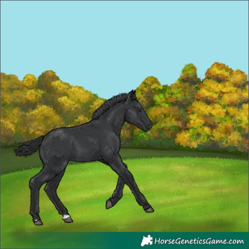 Horse Color:Black 