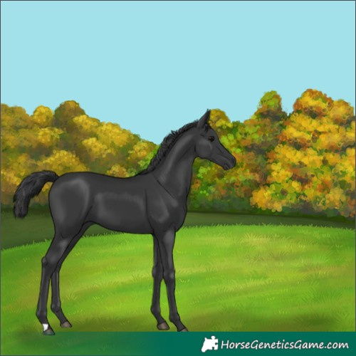 Horse Color:Black 