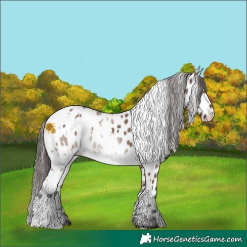 Horse Color:White Spotted Liver Red Dun Appaloosa 