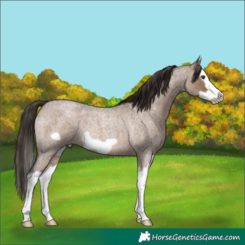 Horse Color:Liver Red Dun Roan Splash Frame Rabicano 