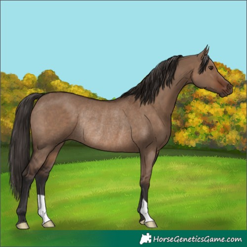 Horse Color:Liver Red Dun Rabicano 