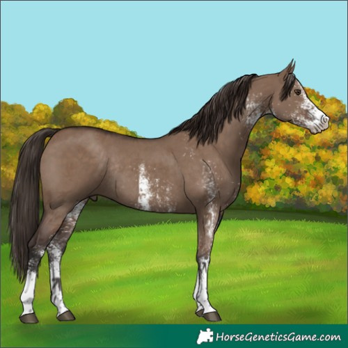 Horse Color:White Spotted Liver Red Dun Rabicano 