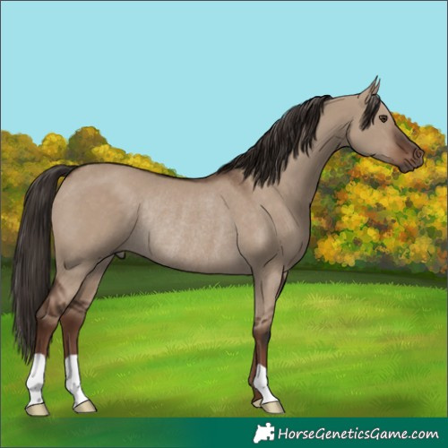 Horse Color:Liver Red Dun Rabicano 