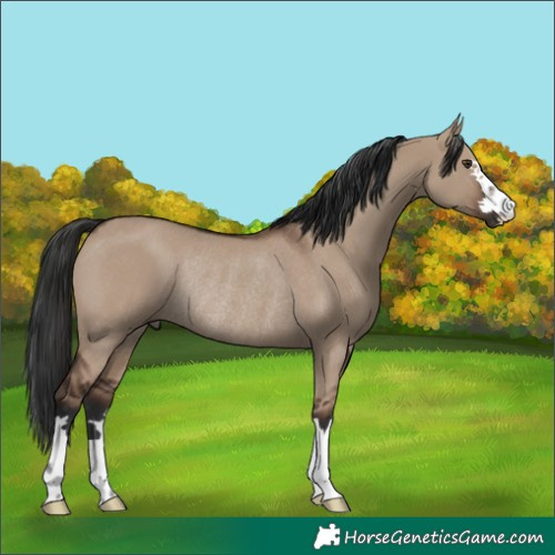 Horse Color:Liver Red Dun Rabicano 