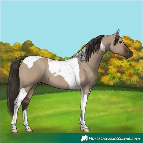Horse Color:Liver Red Dun Tobiano Rabicano 