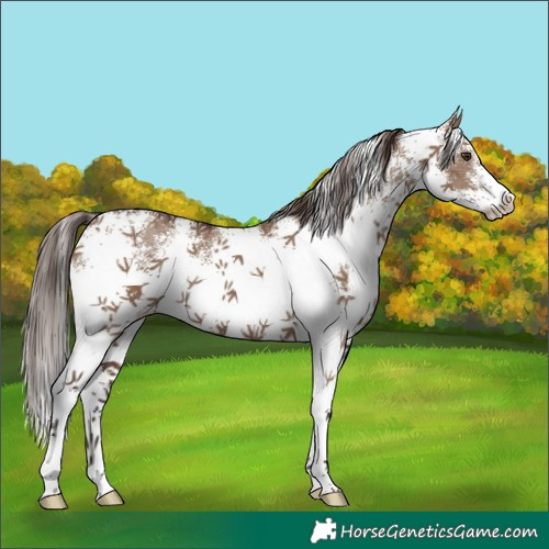 Horse Color:White Spotted Liver Red Dun 