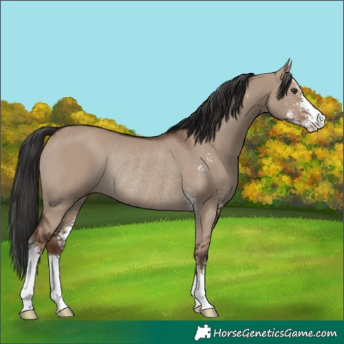 Horse Color:Liver Red Dun Sabino Rabicano 