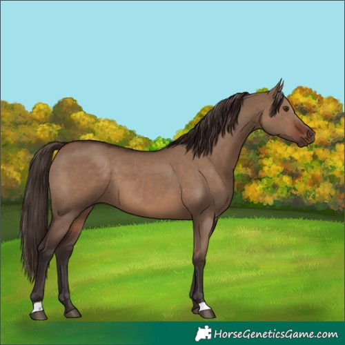 Horse Color:Liver Red Dun 