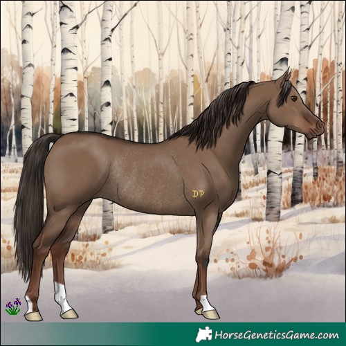 Horse Color:Liver Red Dun Rabicano 