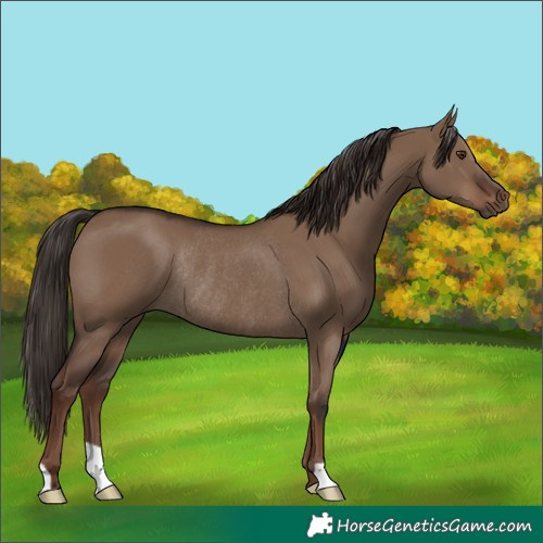 Horse Color:Liver Red Dun Rabicano 