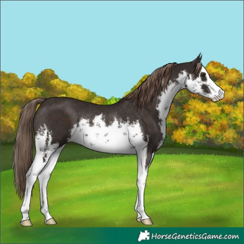 Horse Color:White Spotted Liver Chestnut Rabicano 