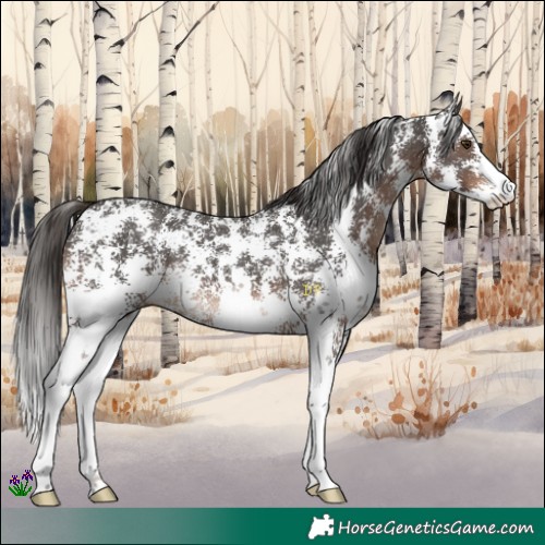 Horse Color:Liver Chestnut Sabino Rabicano 