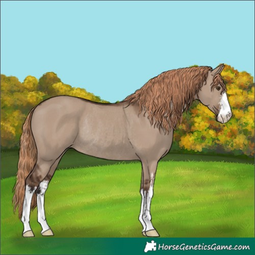 Horse Color:White Spotted Liver Red Dun Rabicano 