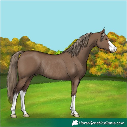 Horse Color:White Spotted Liver Red Dun Rabicano 