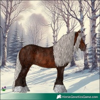 Horse Color:Silver Bay Ice Rabicano 