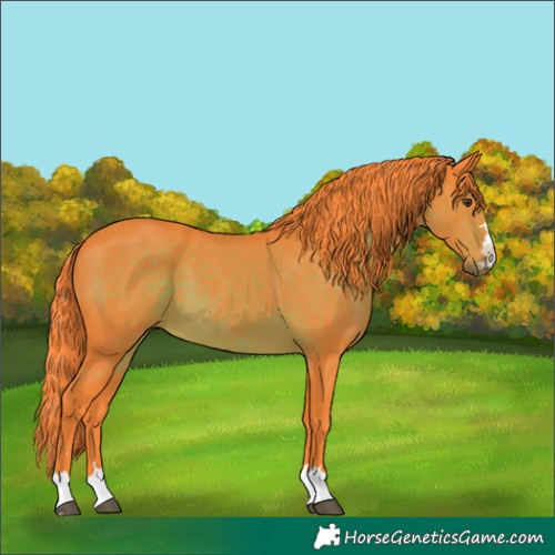 Horse Color:Watercolor Liver Chestnut 