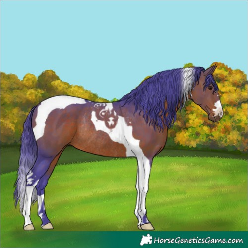 Horse Color:Watercolor Bay Tobiano Rabicano 