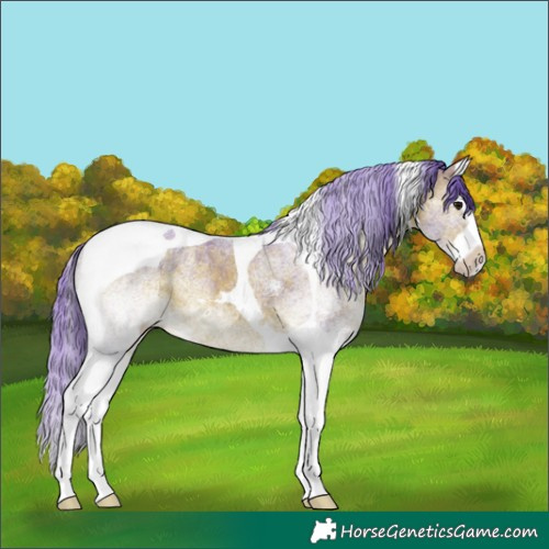 Horse Color:Watercolor White Spotted Bay Splash Tobiano 