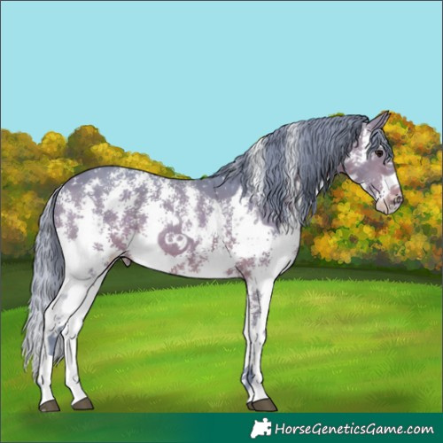 Horse Color:Watercolor Brown Sabino Rabicano 