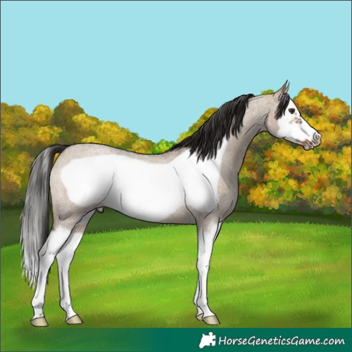 Horse Color:Liver Red Dun Roan Splash Frame Rabicano 