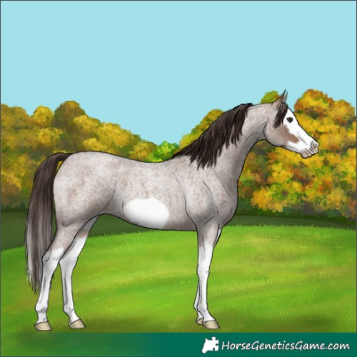Horse Color:Liver Red Dun Roan Splash Frame 