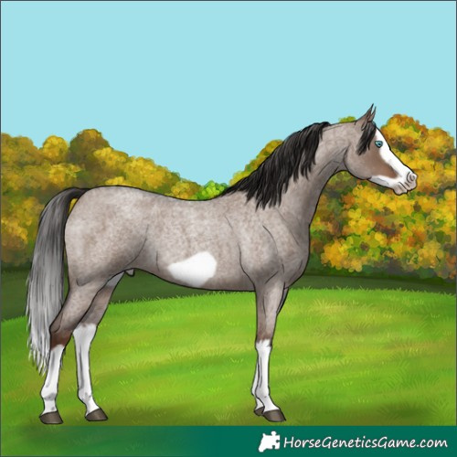 Horse Color:Liver Red Dun Roan Splash Frame Rabicano 