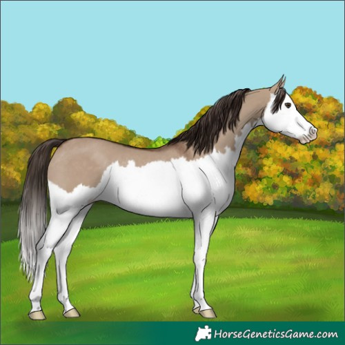 Horse Color:Liver Red Dun Splash Rabicano 