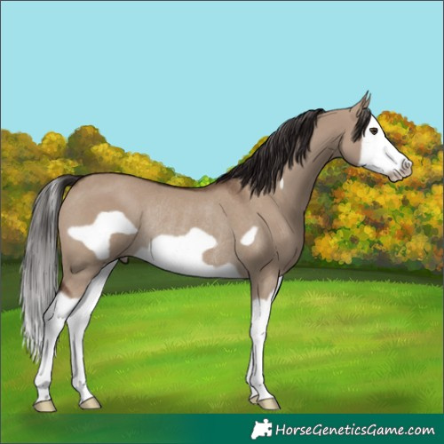 Horse Color:Liver Red Dun Splash Frame Rabicano 