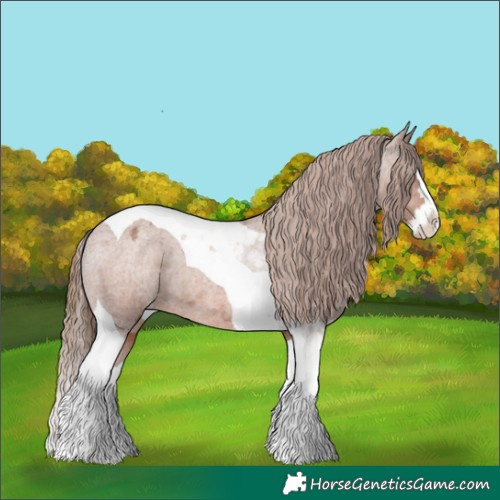 Horse Color:Red Roan Splash Tobiano Appaloosa Rabicano 
