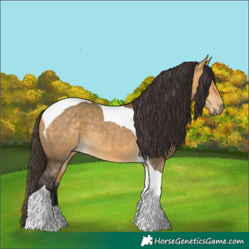 Horse Color:Buckskin Dun Tobiano 