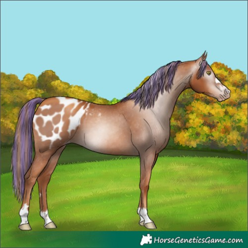 Horse Color:Gray Painted Gold Champagne Appaloosa 