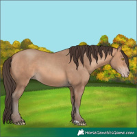Horse Color:Amber Champagne 