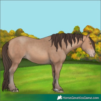 Horse Color:Amber Champagne 