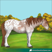 Horse Color:White Spotted Red Roan Appaloosa 